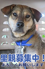 里親募集犬
