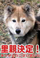 里親決定犬