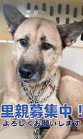 里親募集犬