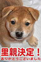 里親決定イヌ