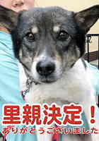 里親決定犬