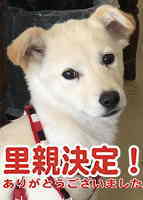 里親決定犬