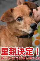 里親決定犬