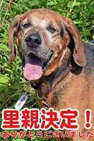 里親決定犬