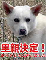里親決定犬