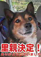 里親決定犬