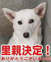 里親決定犬
