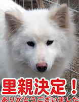 里親決定犬
