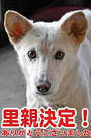 里親決定犬