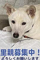 里親募集犬