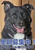 里親募集犬
