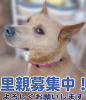 里親募集犬