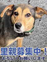 里親募集犬