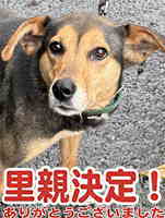 里親決定犬