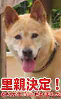 里親決定犬