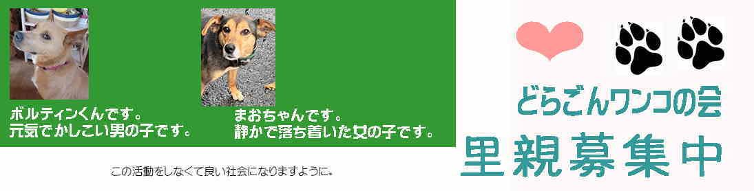 里親募集犬バナー