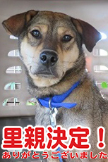 どらごんワンコの会 保護犬猫 里親募集一覧 どらごんワンコの会 保護犬猫 里親募集一覧