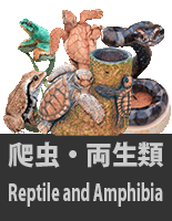 ঒EލiW@Reptile and Amphibia