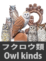 フクロウ類　Owl kinds